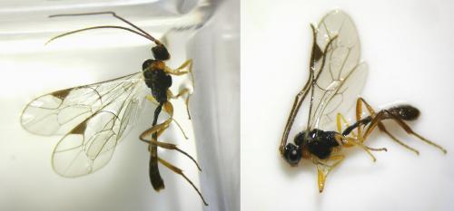 Plectiscidea sp.